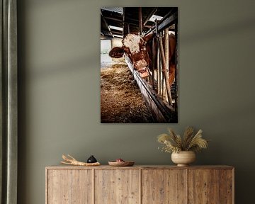 Cow in the barn out of curiosity by Marco Leeggangers