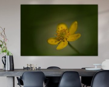 Makro einer Anemone in einem Wald in Thüringen von Alexander Ließ