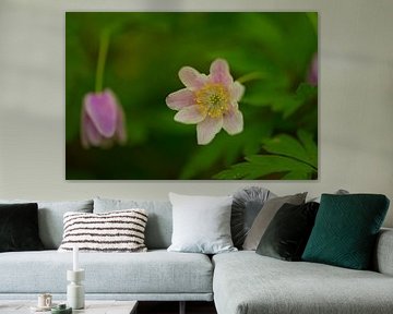 Macro of an anemone in a forest in Thuringia by Alexander Ließ