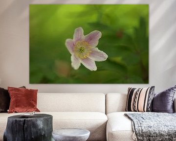 Macro van een anemoon in een bos in Thüringen