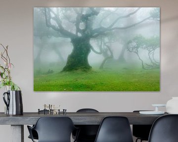 Misty fairytale forest by Chris Stenger