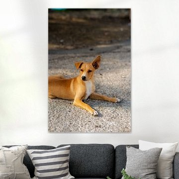 Chiot errant à Curaçao