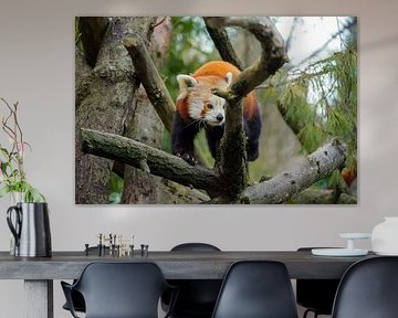 red panda by foto's van gijs
