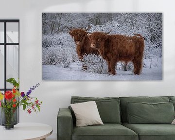 Scottish highlanders together in winter by Ans Bastiaanssen