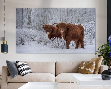 Scottish Highlanders in the snow by Ans Bastiaanssen