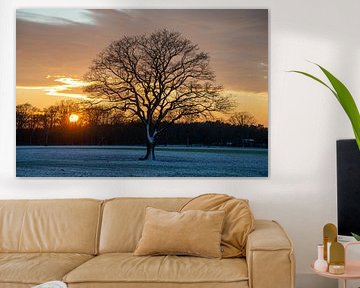 Sonnenuntergang mit Silhouetten von kahlen Bäumen auf verschneitem Feld im Winter, Holland