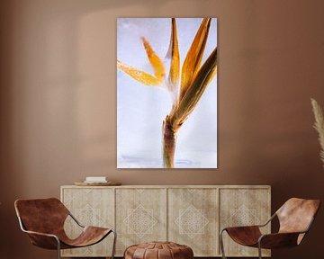 Scaevola in Eis 2 von Marc Heiligenstein