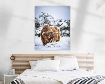 Scottish highlander in a winter landscape