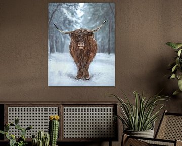 Scottish Highlander in the Snow