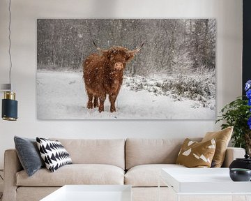 Scottish Highlander tough in the snow by Ans Bastiaanssen