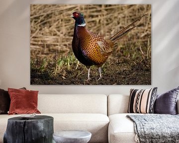 plentiful pheasant by Stobbe; stiltegrafie