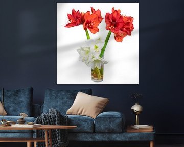 Amaryllis flowers in a vase on a white background