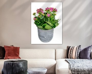 Bloeiende Kalanchoë op witte achtergrond