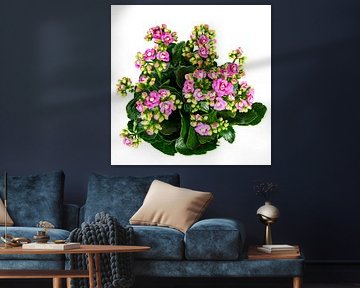 Bloeiende Kalanchoë op witte achtergrond