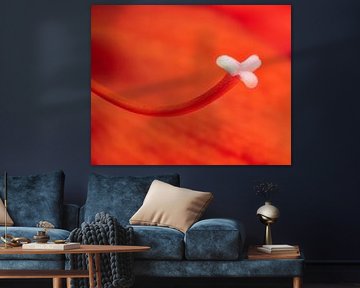 Abstraktes Makro von einer roten Amaryllis Blüte von ManfredFotos