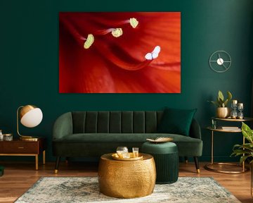 Abstract macro of a red amaryllis flower by ManfredFotos