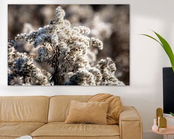 Close-up van een guldenroede bloem bedekt met vorst van ManfredFotos