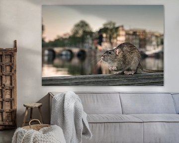 Amsterdam, Braune Ratte am Fluss Amstel. von Frans Lemmens