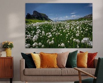 Wool grass in the mountains of the Rofan Mountains (Tyrol, Austria) by Sean Vos