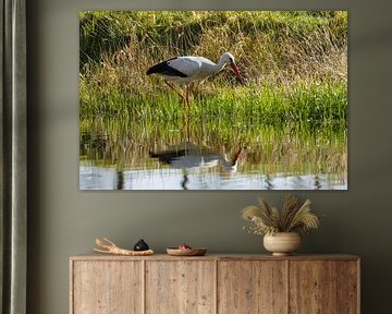 stork along the ditch by Stobbe; stiltegrafie