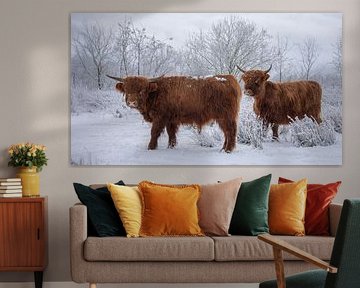 Scottish highlanders together in the snow by Ans Bastiaanssen