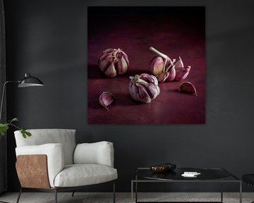 Still life, Garlic bulbs (Allium sativum) 1:1 with burgundy background by Oda Slofstra