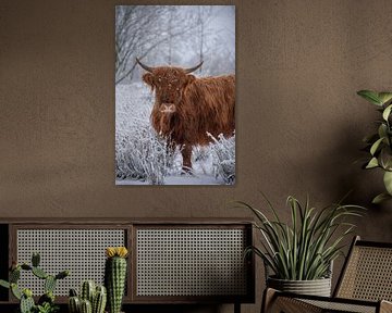 Scottish Highlander in a white landscape by Ans Bastiaanssen