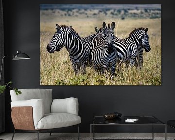 Groupe de zèbres dans la savane africaine sur Chi