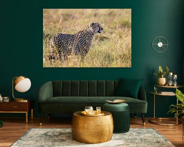 Gros plan d'un magnifique guépard ( cheetah ) en Afrique sur Chi