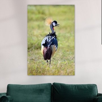 Mooi beeld van een grijze kroonkraanvogel in Afrika