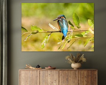 Eisvogel auf Weidenzweig von Stobbe; stiltegrafie