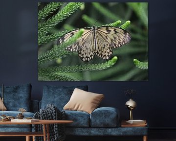 Weiße Baumnymphe von Matthias Brix