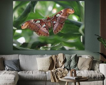 Fileuse de l'Atlas sur Matthias Brix