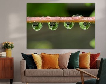 druivenblad gevangen in waterdruppels