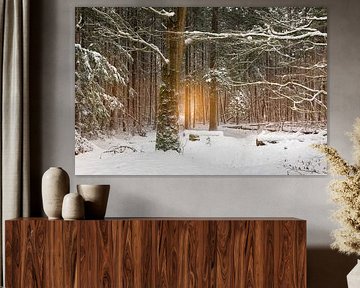 Winter Glow, beautiful sunlight in a winter landscape.