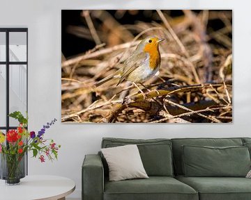 robin in the undergrowth