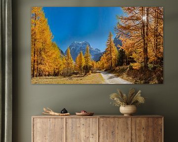 Lärchen in Herbstfarben entlang der Route de Magine zum schneebedeckten Glacier d'Arolla, Arolla, Wa
