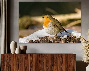 robin in the snow ii