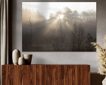 Soft light through the haze