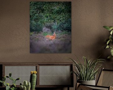 Ree on the Heath by Tom Zwerver