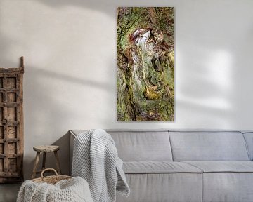 Detail of trunk of old birch tree.