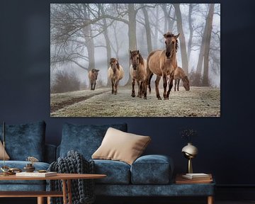 Konik horses in winter.