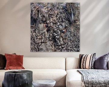 Close-up of frolicking Galloway bulls.