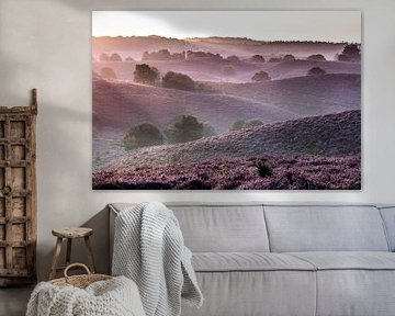 Netherlands, Rheden. Veluwezoom National Park. Flowering heathland.