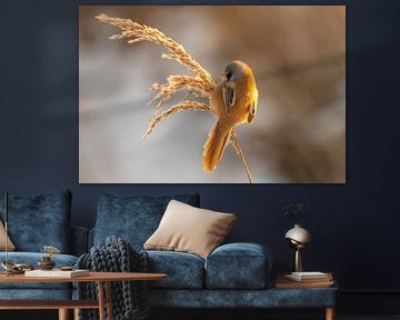 Bearded Reedling in winter morning sunshine