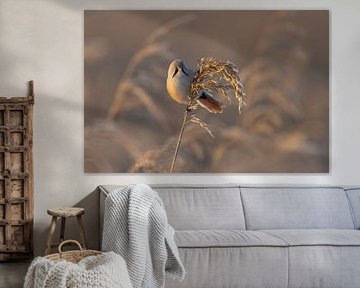 Bearded Reedling in winter morning sunshine