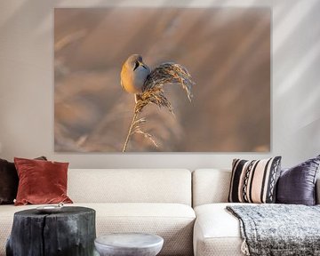 Bearded Reedling in winter morning sunshine