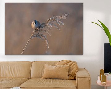 Bearded Reedling in winter morning sunshine