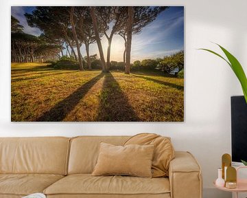 Pine trees at sunset. Baratti, Tuscany by Stefano Orazzini