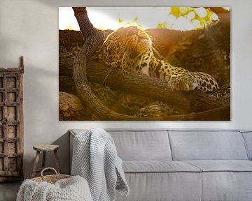 Resting leopard in the golden hour by Timo Musiol